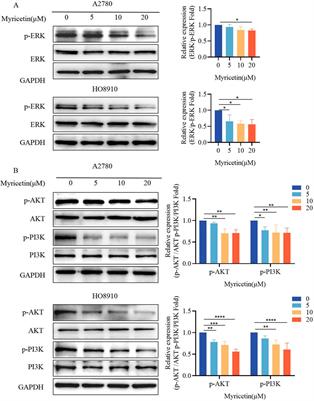 Corrigendum: Myricetin suppresses TGF-β-induced epithelial-to-mesenchymal transition in ovarian cancer